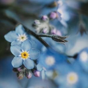 photo-fleur-bleue-macro-alpes-myosotis-haute-savoie-montagne