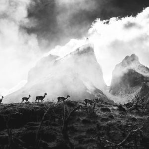 photographie-montagne-animliere-noir-et-blanc-nature-lama-guanaco-patagonie