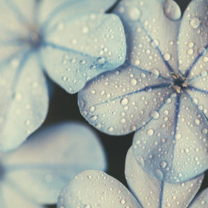 photographe-gouttes-eau-pluie-fleur-plumbago-bleu-macro