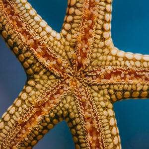 photographie-etoile-de-mer-macro-details-ocean-aquatique-animal