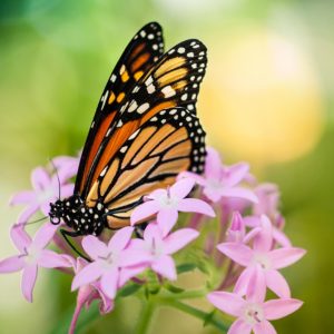 photo-macro-papillon-fleur-lumière-monarque-couleur