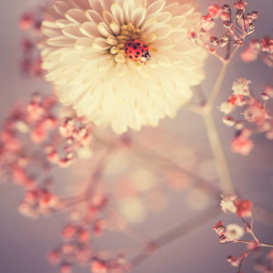 photo-macro-coccinelle-sur-une-fleur-blanche