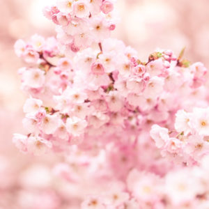 photographe-arbre-fleurs-rose-prunus-prunier-printemps-cerisier
