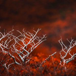 photographie-cadre-arbres-nu-feuilles-rouges