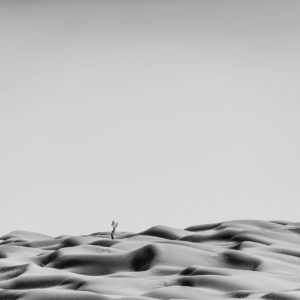 photographe-desert-minimaliste-sable-abstrait-sahara-arbre