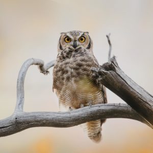 photographie-hibou-grand-duc-nature-animaliere-oiseau