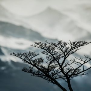 photographe-arbre-tirage-art-encadrement-nature-paysage-montagne