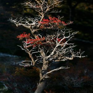 photographe-arbre-tirage-art-encadrement-nature-paysage-foret