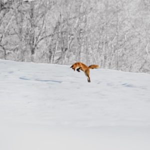 photographe-tirage-nature-renard-neige-roux-bauges-animal