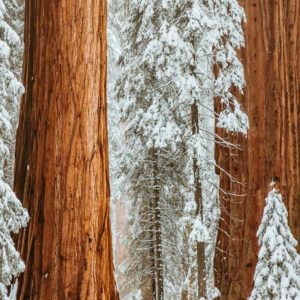 photo-foret-sequoia-enneiges-nature-paysage-tableau-hiver