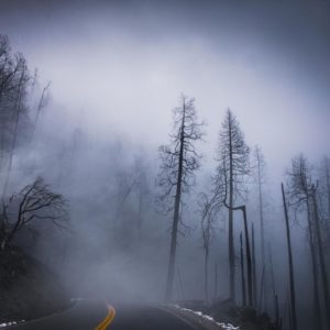 foret-brume-brouillard-route-paysage-photo-sombre-incendie-silhouette