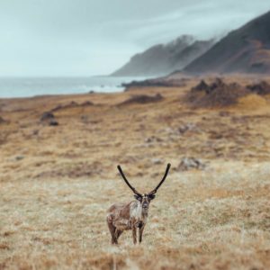 photographie-tirage-islande-renne-nature-montagne-animal