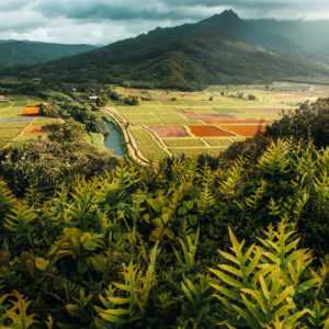 photographe-hawaii-vie-sauvage-nature-paysage-montagne-riziere