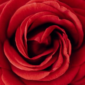 photo-macro-petales-proxy-jardin-fleur-rose-rouge