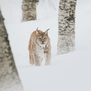 photographie-lynx-hiver-foret-neige-arctique-animal-sauvage