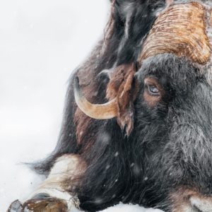 photo-pro-animaliere-boeuf-musque-portrait-arctique