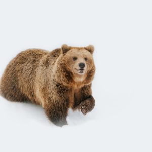 ours-norvege-animal-sauvage-photographe-arctique