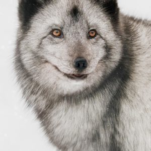 photographe-renard-polaire-arctique-animal-sauvage