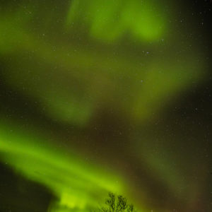 photo-ciel-etoiles-aurores-boreales-arbre-norvege