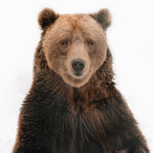 ours-norvege-animal-sauvage-photographe-arctique