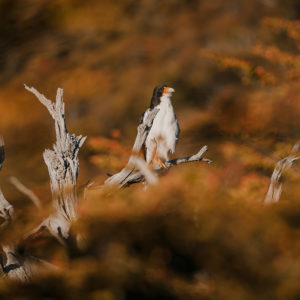 photographe-animal-oiseau-tirage-photo-patagonie-aigle