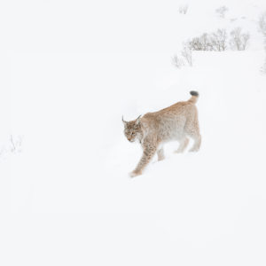 norvege-lynx-boreal-neige-hiver-photographe-animal
