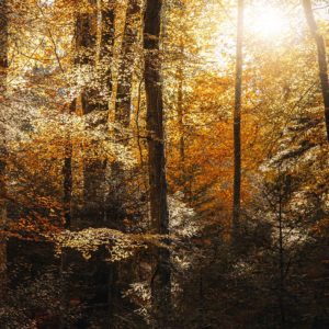 photographe-de-paysage-photo-de-foret-haute-savoie-annecy-usses-filiere-feuilles-d-automne