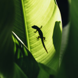 gecko-photographe-vert-ile-de-la-reunion-lezard-tropical-jungle