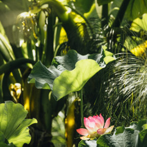 -photographe-fleur-ile-de-la-reunion-lotus-tropical-photo-zen-meditation