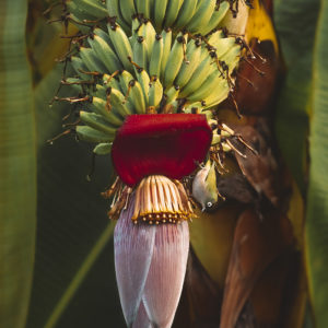 bananier-photographe-colibri-pei-vert-ile-de-la-reunion-oiseau-tropical