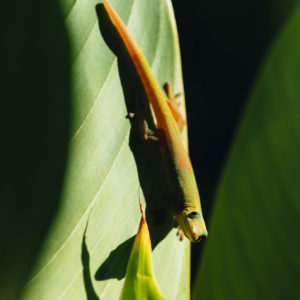 photographe-d-art-lezard-animaux-guecko-ile-de-la-reunion