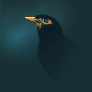 dark-art-photographe-animalier-martin-triste-ile-de-la-reunion-photo-d-oiseau-tropical