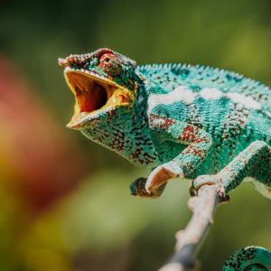 endormi-photographe-vert-ile-de-la-reunion-cameleon-tropical-jungle