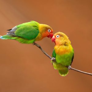 photographe-annecy-tirage-art-encadrement,nature, cadre, photo,désert,oiseaux,tropicaux,suisse,madagascar,inseparables,animaux