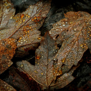photographe-annecy-tirage-art-encadrement-nature-feuille-d-automne-haute-savoie-goutte-d-eau-ambre-france-tableau-photo-decoration-interieur-foret